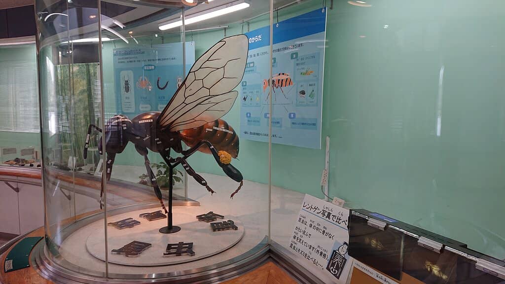 Tasmanian Devil Encounters