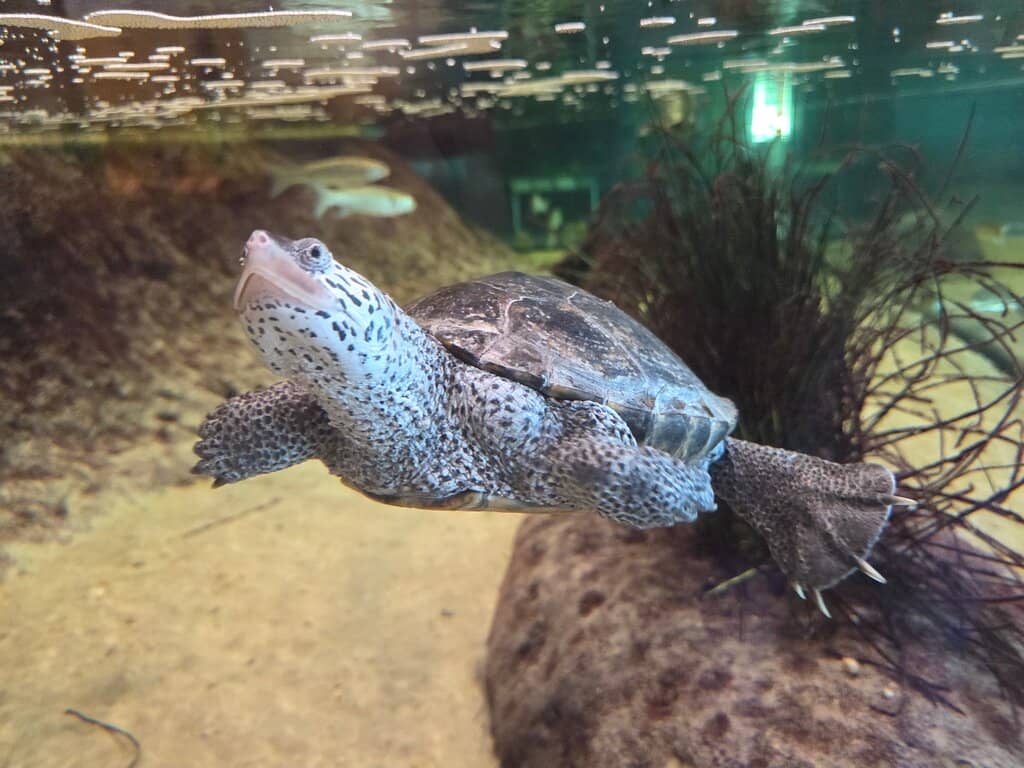 Interactive Galleries