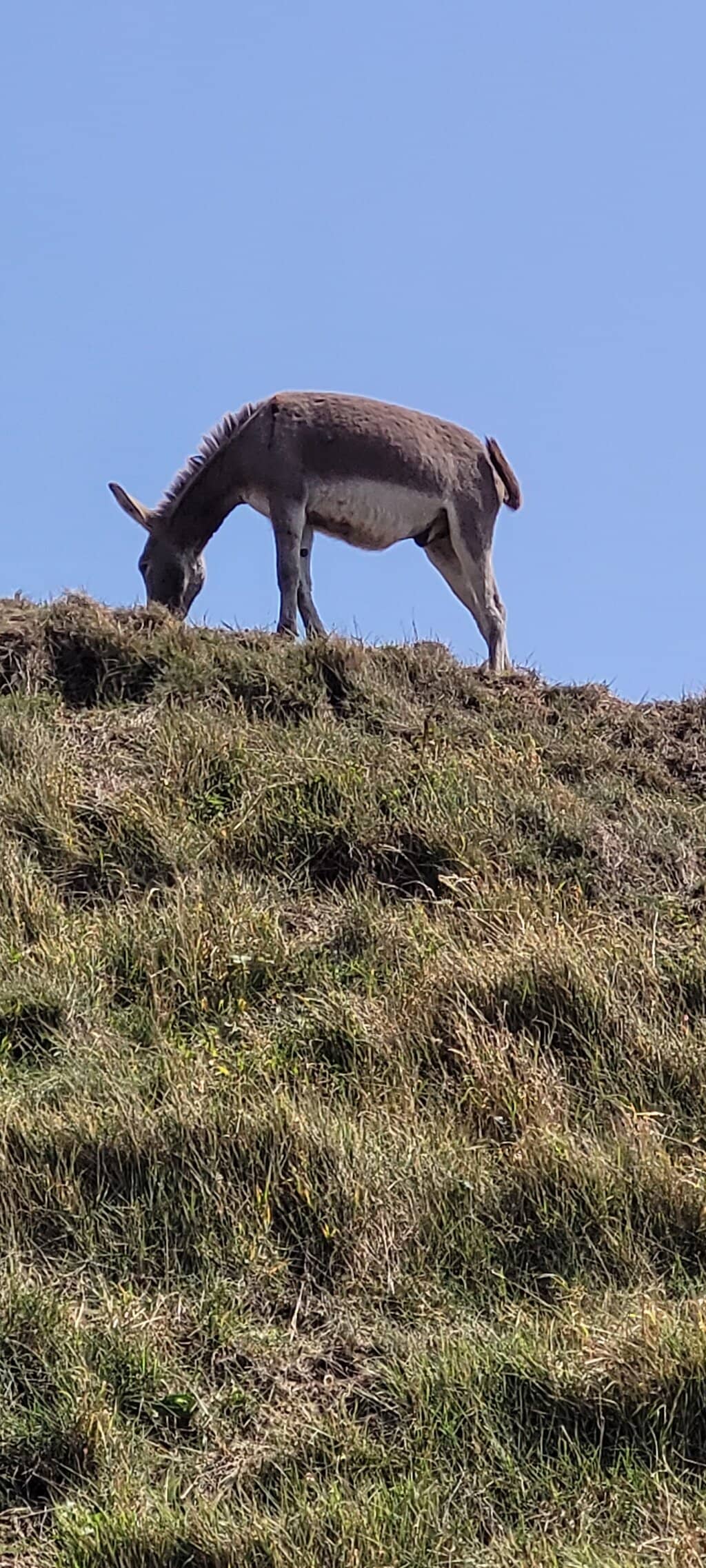 Napoleonic Fortifications