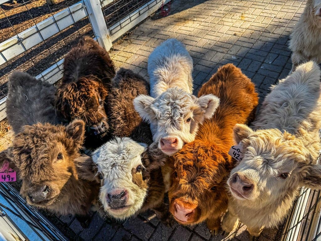 Hunt Club Farm in Virginia Beach is a family-friendly destination where you can meet adorable mini Highland cows, ride a pony, feed baby goats, and explore the treetop adventure. The petting farm and seasonal events like the Easter Egg Hunt, Harvest Fair, and Haunted Hunt Club Farm offer year-round fun. It’s a perfect place for families to enjoy hands-on animal encounters and connect with nature.