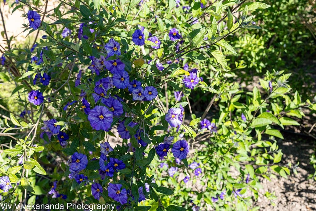 Federico García Lorca Park