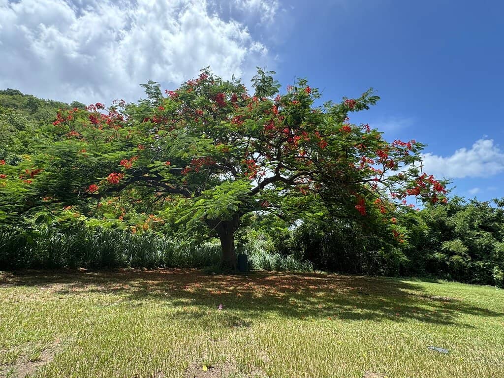 Panoramic Caribbean Views
