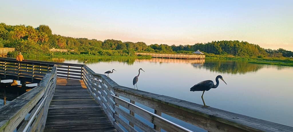 The Elevated Boardwalk