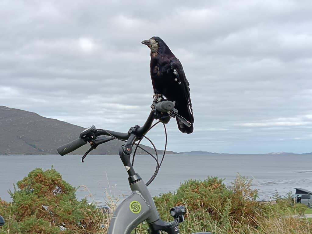 Wildlife Spotting
