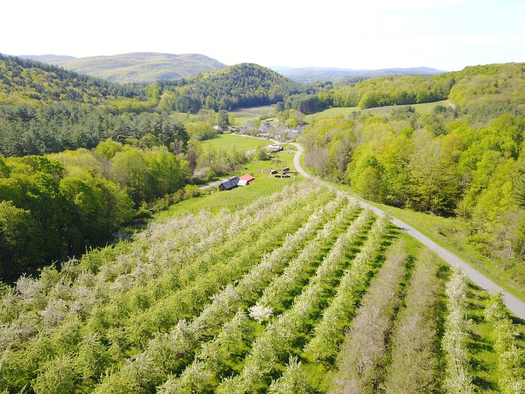 aerial view of the orchard and farm during bloom