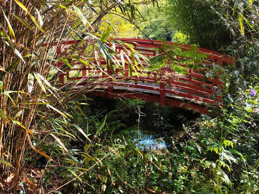 Vibrant Bog Garden