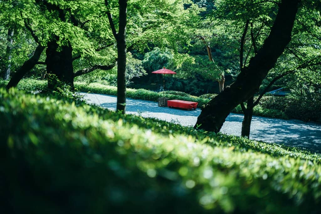 Ancient Bonsai Collection