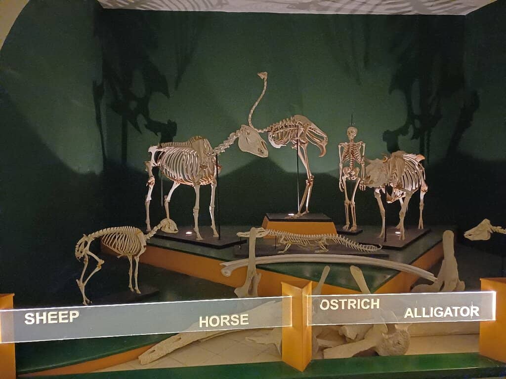 Fossil and Mineral Collections