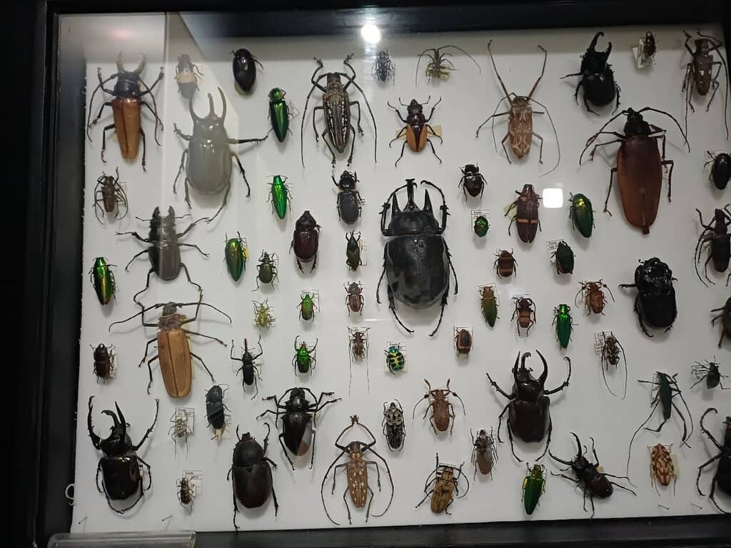 Dioramas of Greek Wildlife