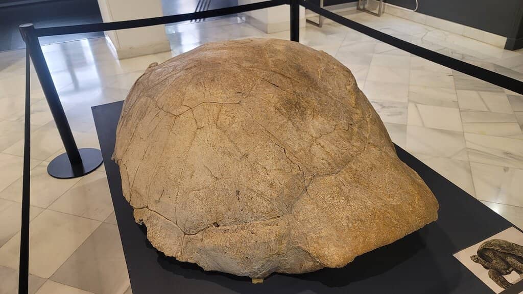 Prehistoric & Bronze Age Collections