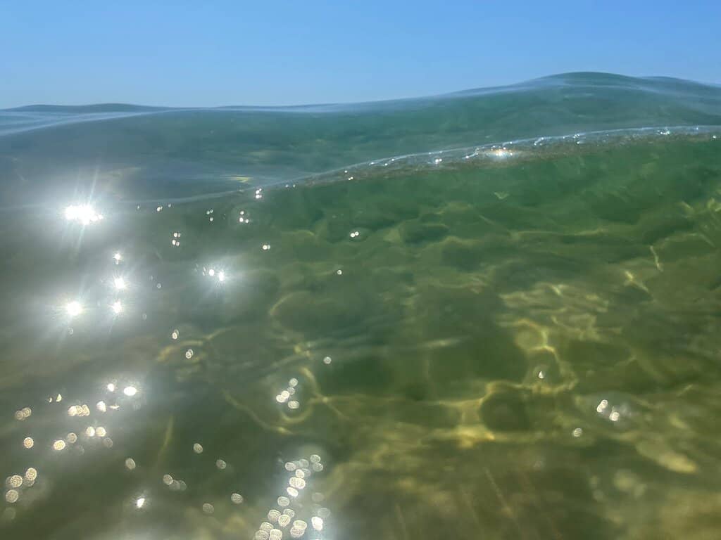 Korission Lagoon Wildlife