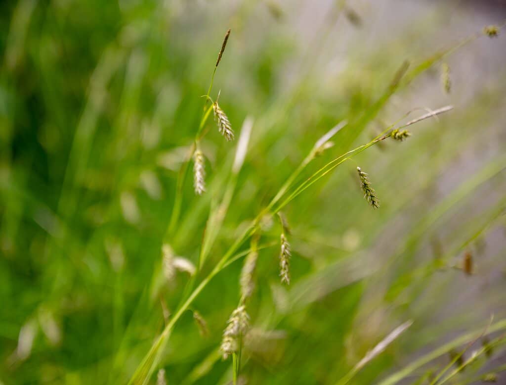 Native Plant Collections