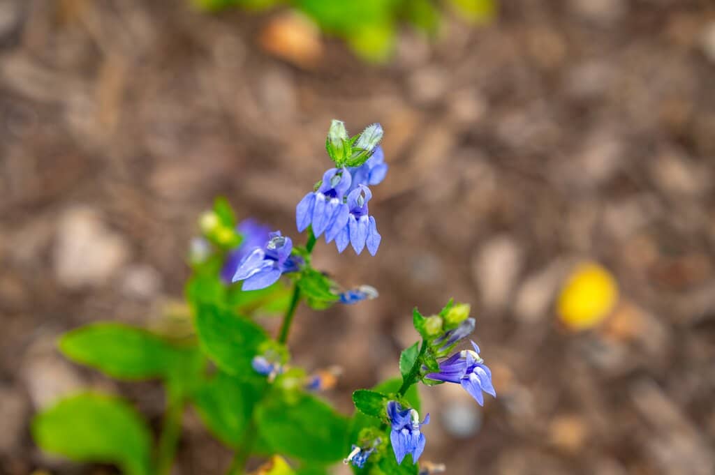 Mountain Biking Trails