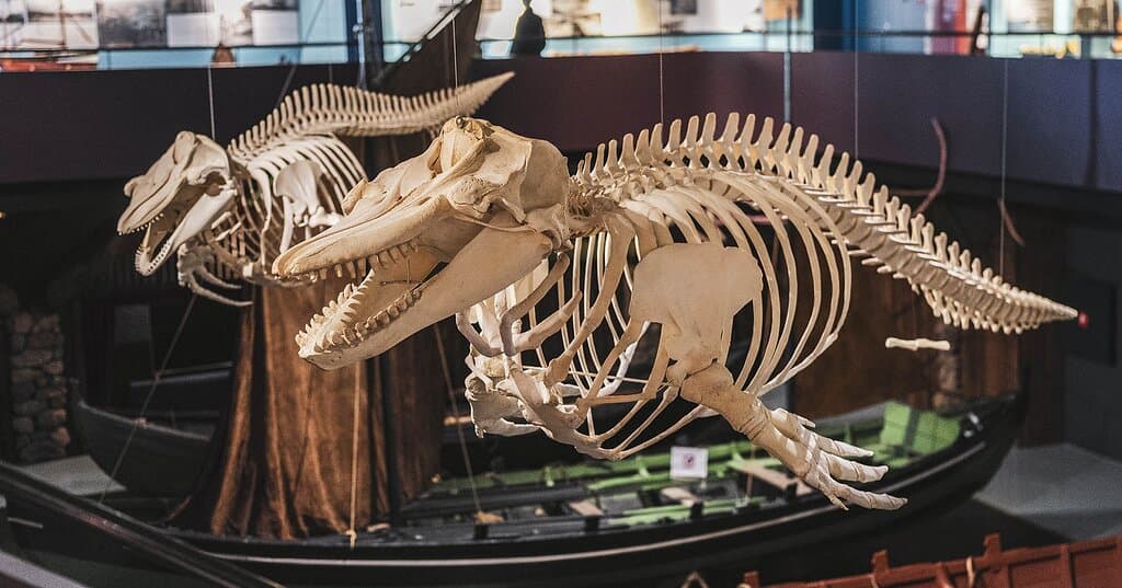 How's it hanging? These two skeletons of a pilot whale and a killer whale adorn the big, open space above our row boats.