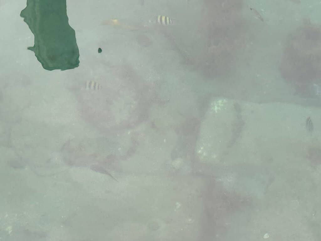 Sport Fishing & Boat Tours