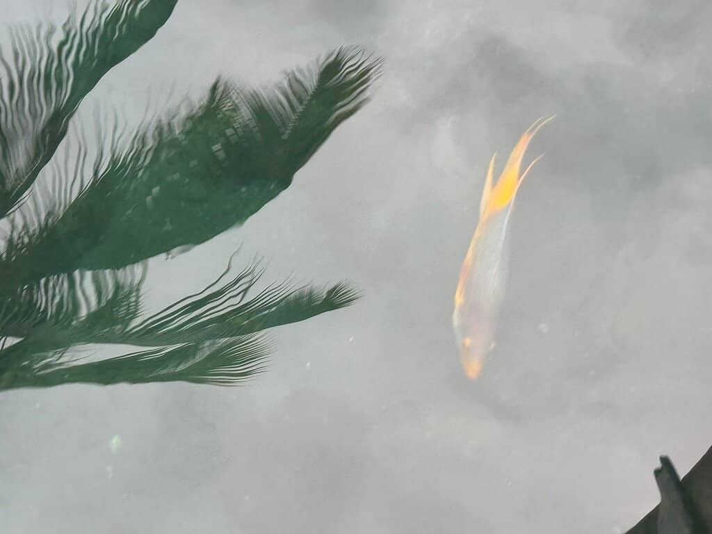 Waterfront Dining & Drinks