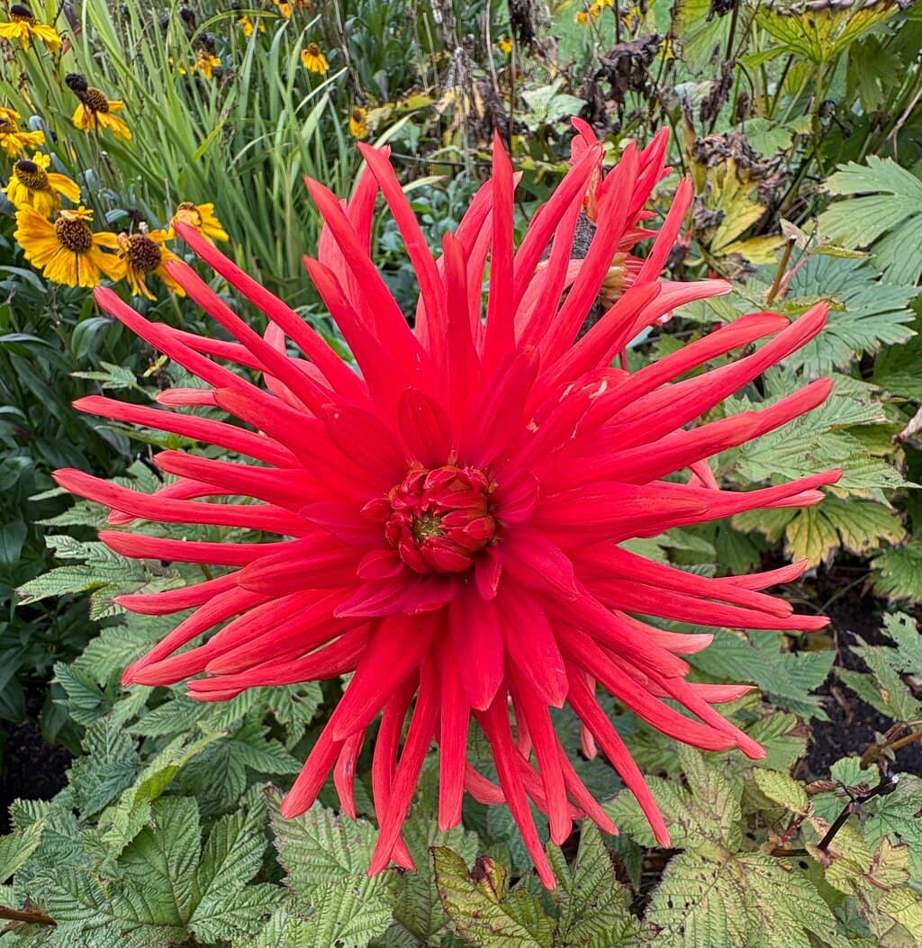 The Double Herbaceous Borders