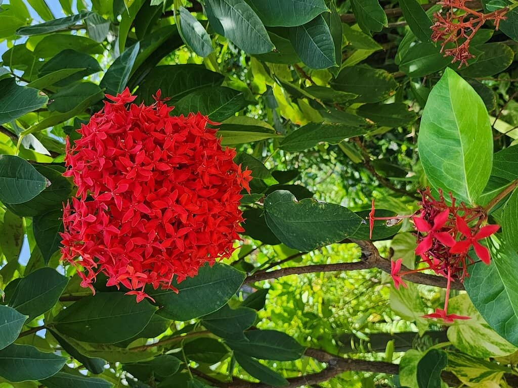 Exotic Birds & Iguanas