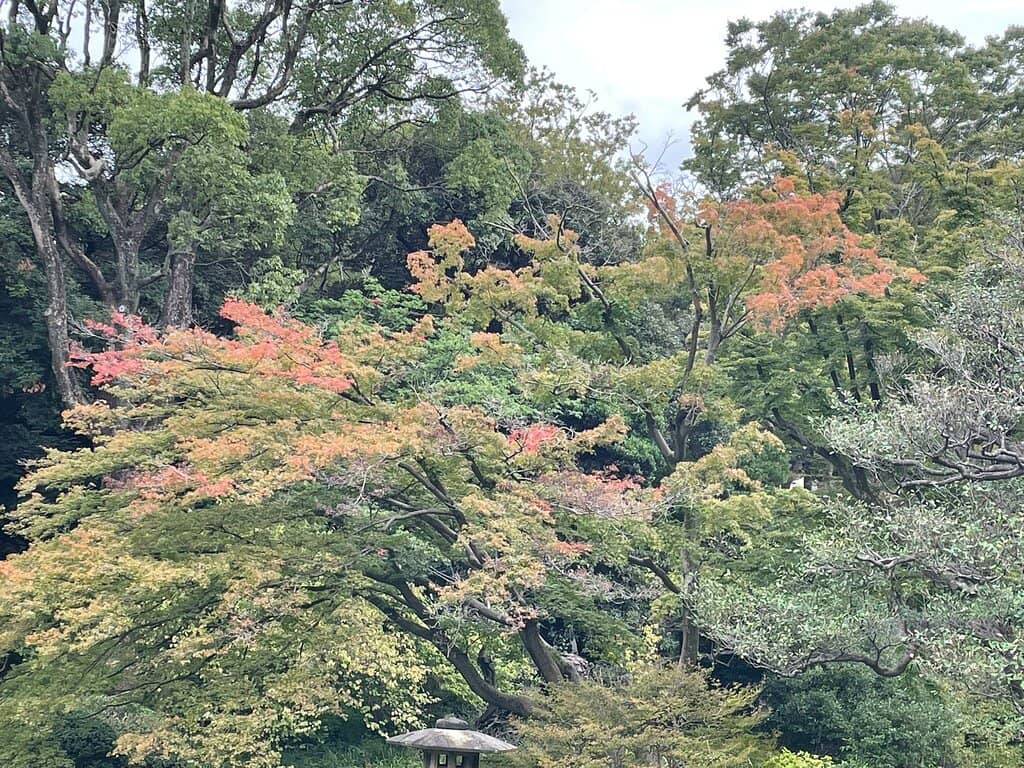 Autumn Maple Foliage
