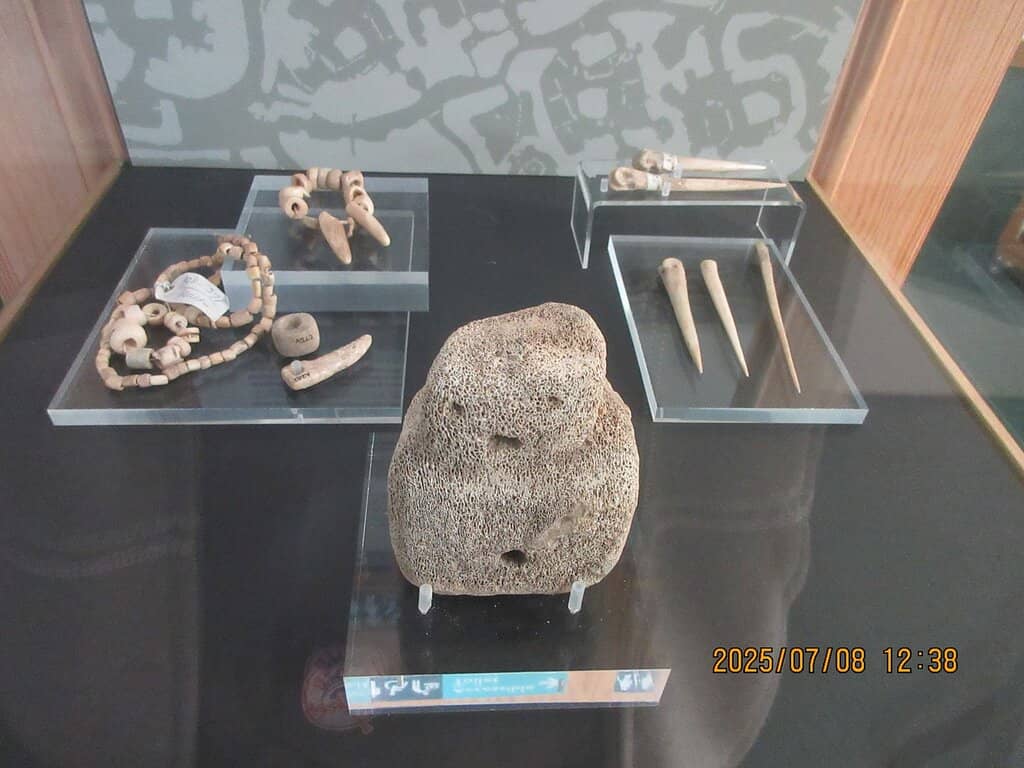 Natural History Collections