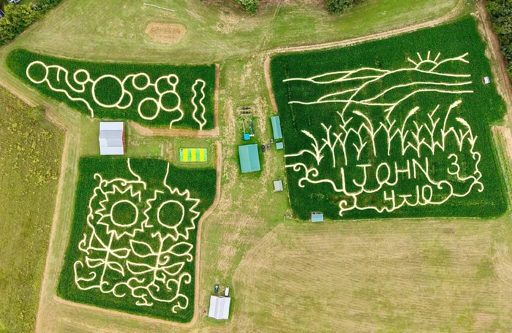 The Iconic Corn Maze