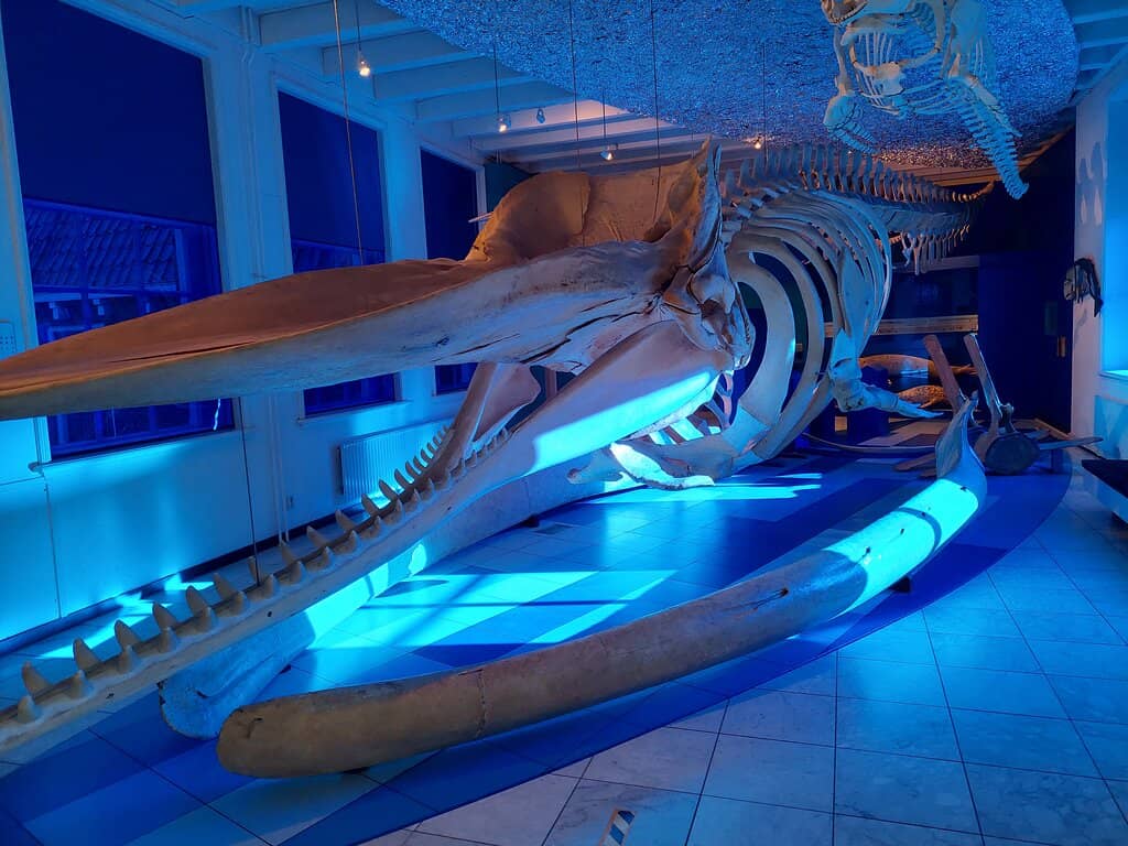 Dragon's Lair Adventure