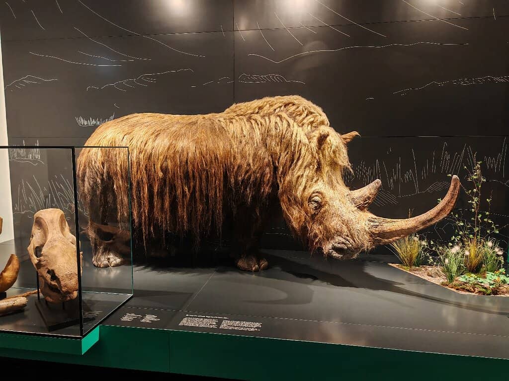 Immaculate Taxidermy Collection