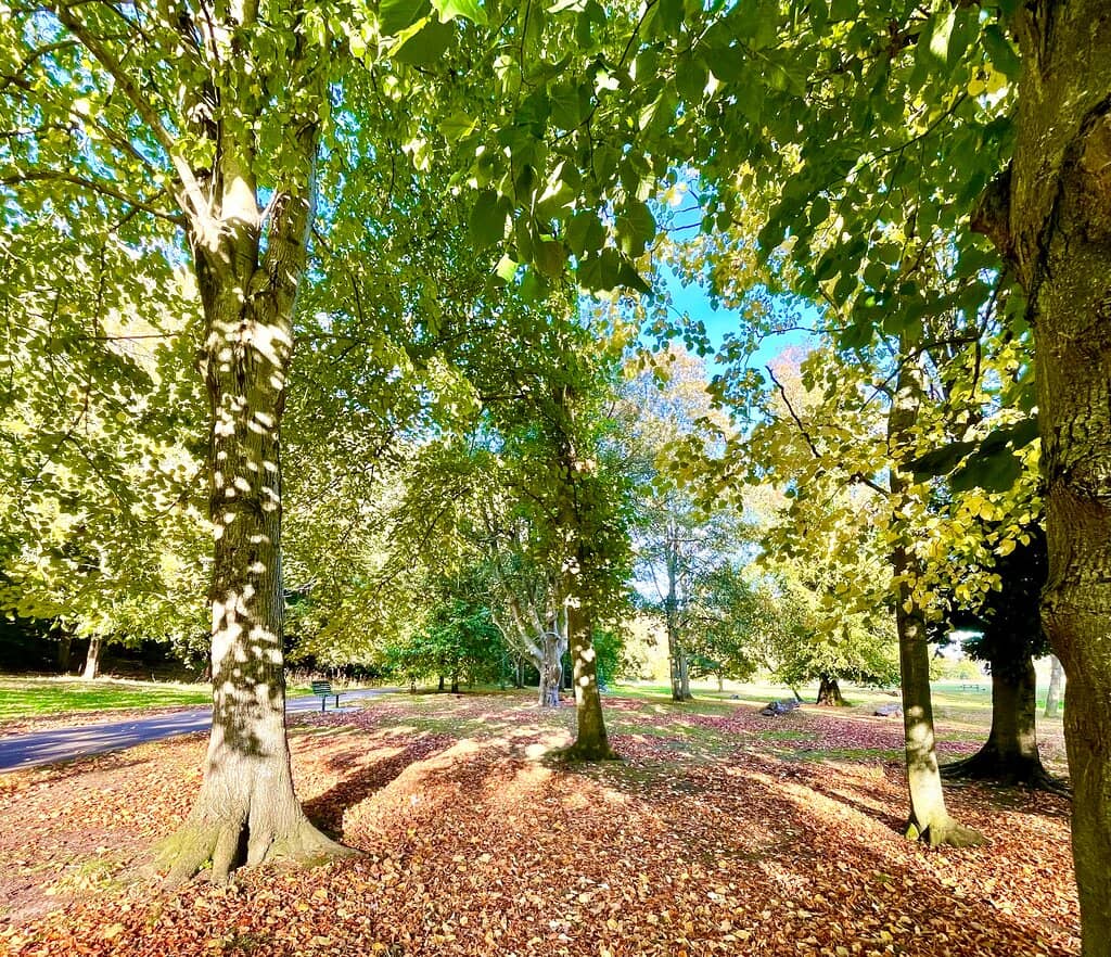 Sensory Garden