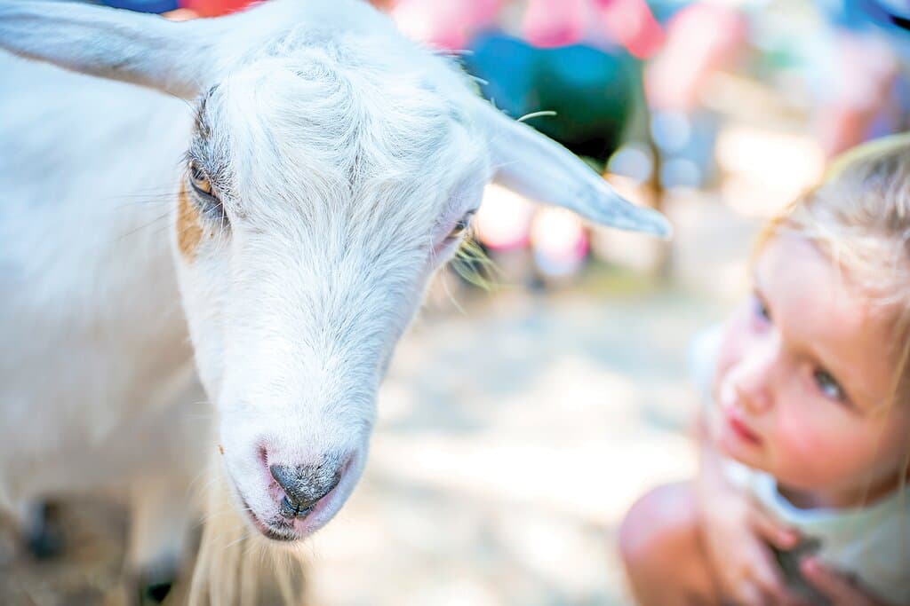 Welcome to the all-new Green Meadows Petting Farm, reopened in April 2025 at beautiful Lancaster Ranch Park in Kissimmee, Florida! Interact and celebrate with our four-legged friends and more. Ideal for a Orlando park break, younger children and school trips.
