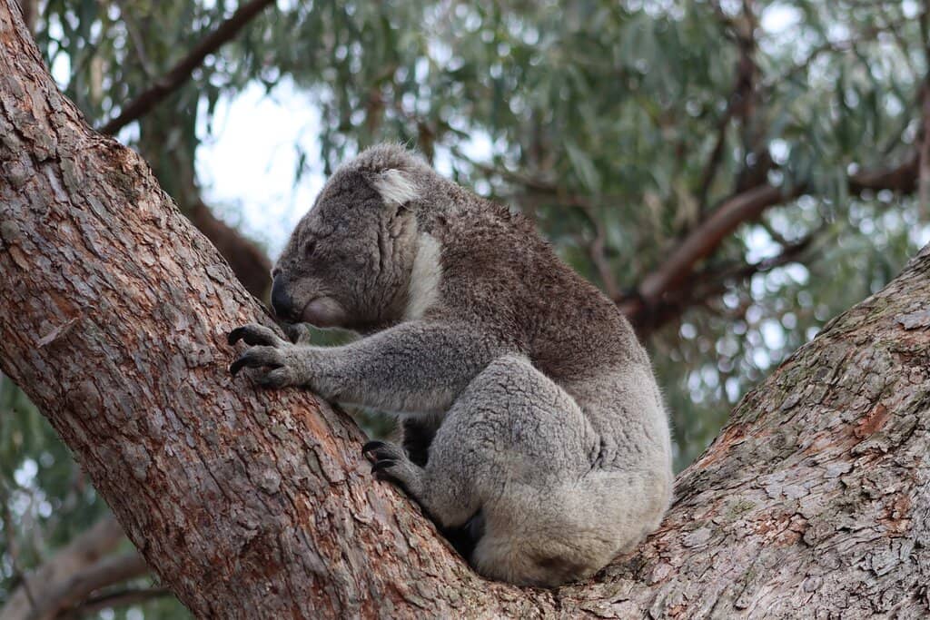Paynesville Ferry Ride