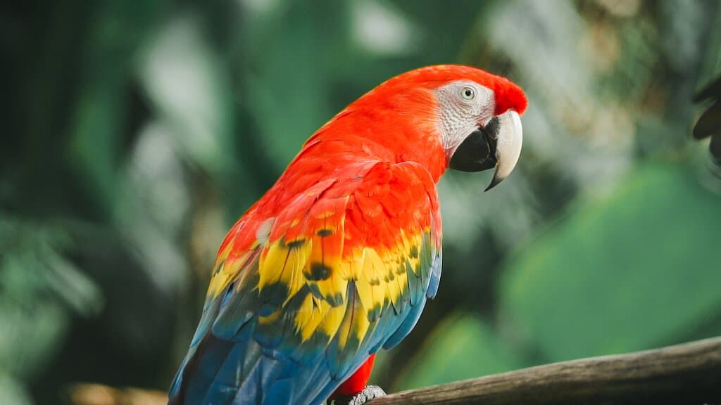 Les aras offrent un spectacle de couleurs impressionnant, observables de près dans un environnement tropicale.