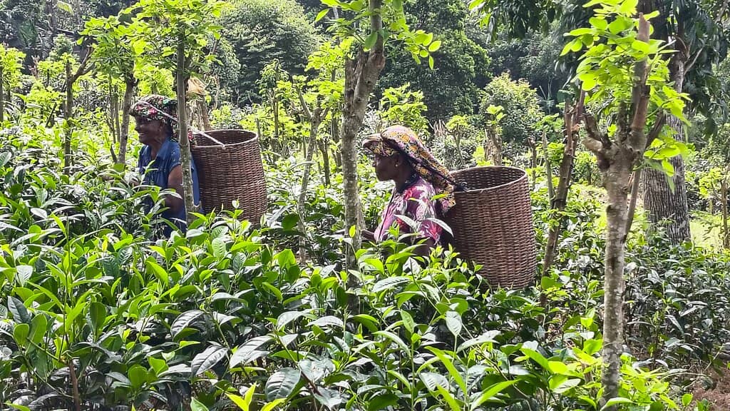 Tea Tasting & Cake Pairing