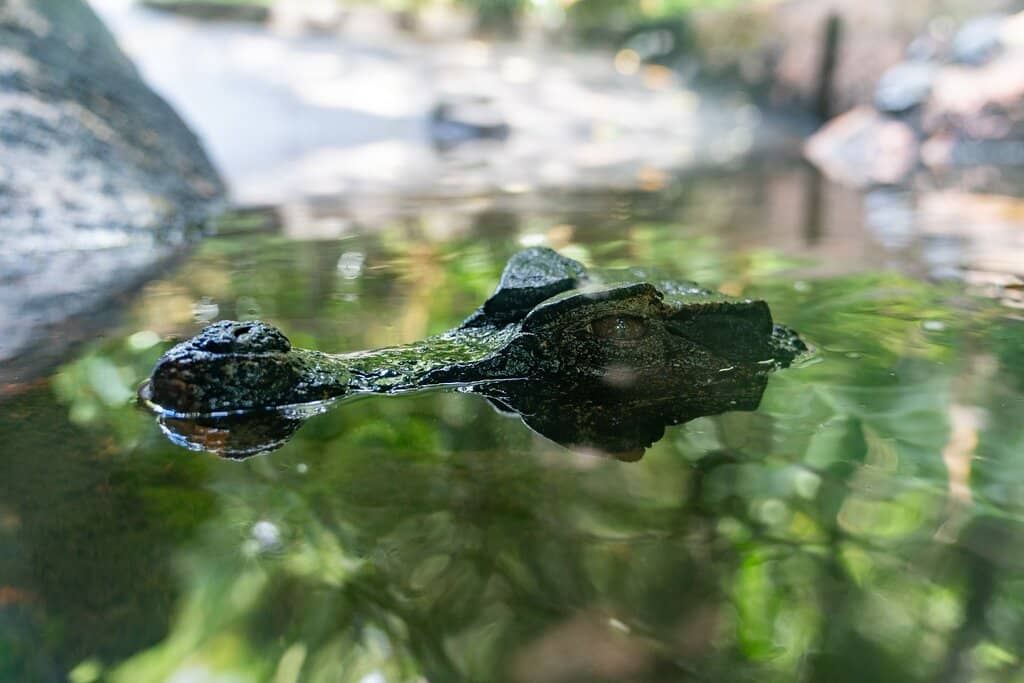Lush Botanical Setting
