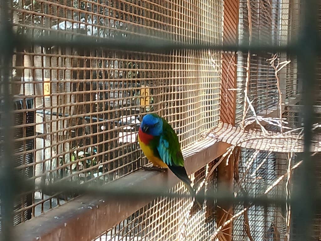 Walk-Through Aviary
