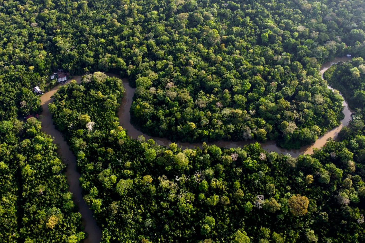 Amazon Forest Experience