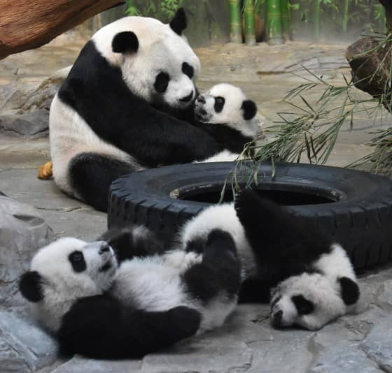 Panda Pavilion