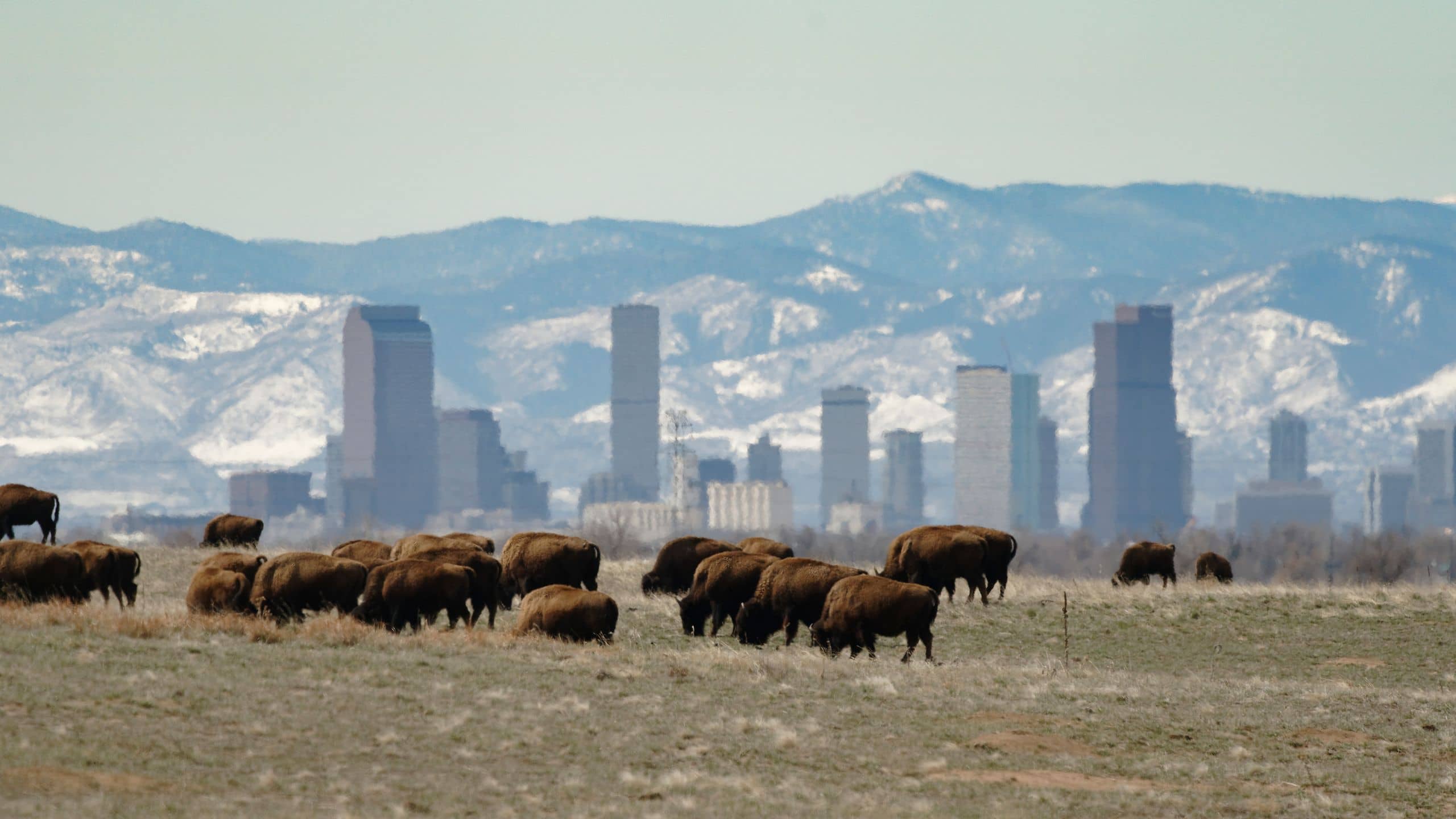 Bison Herd Viewing