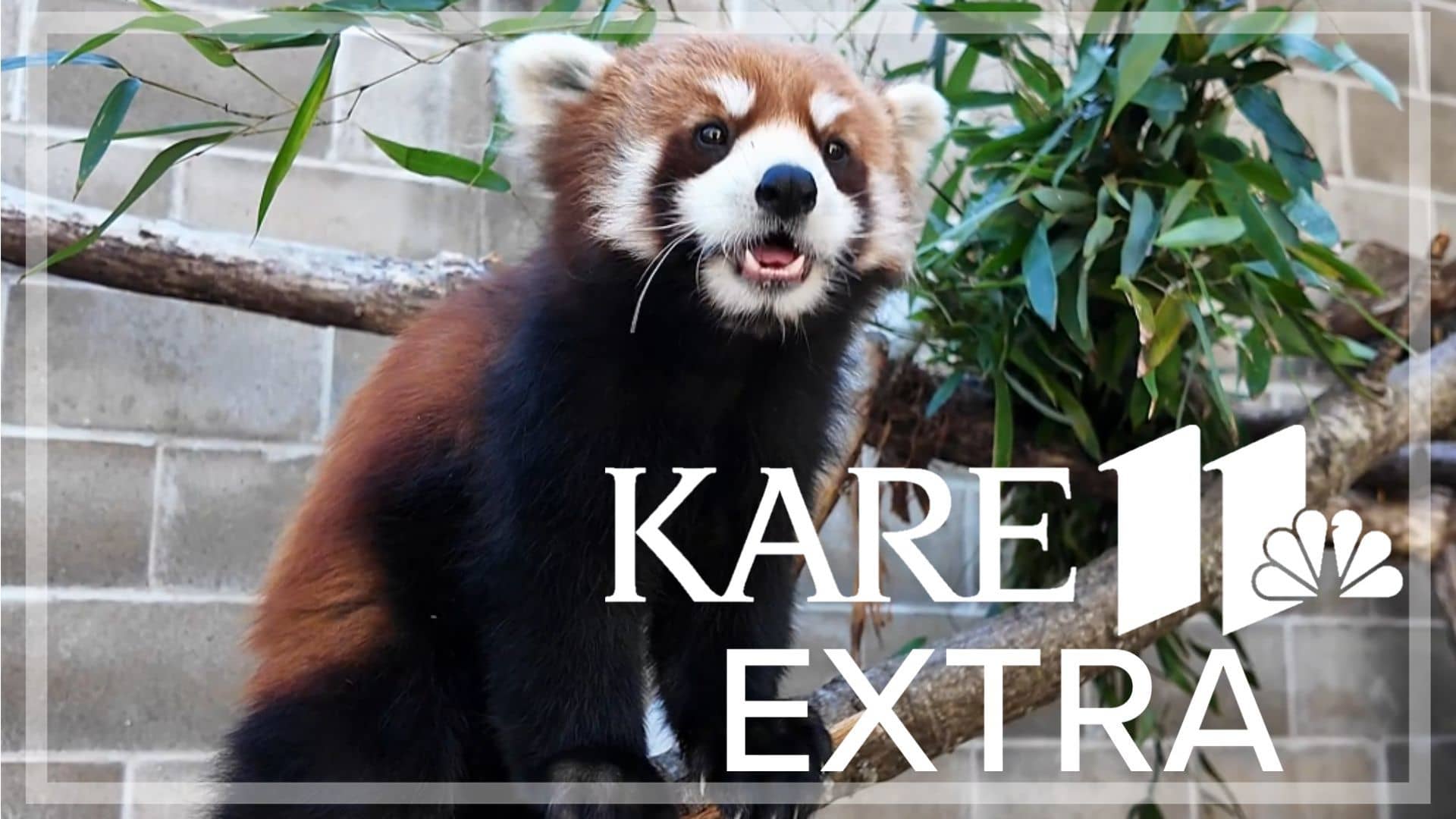 Red Panda Exhibit