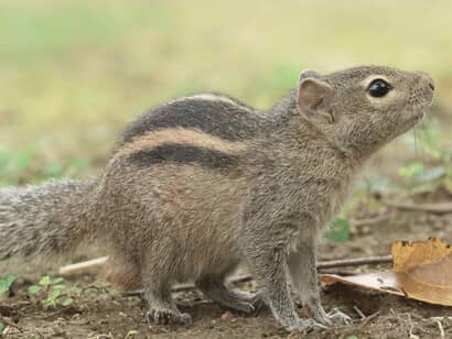 Friendly Squirrel Encounters