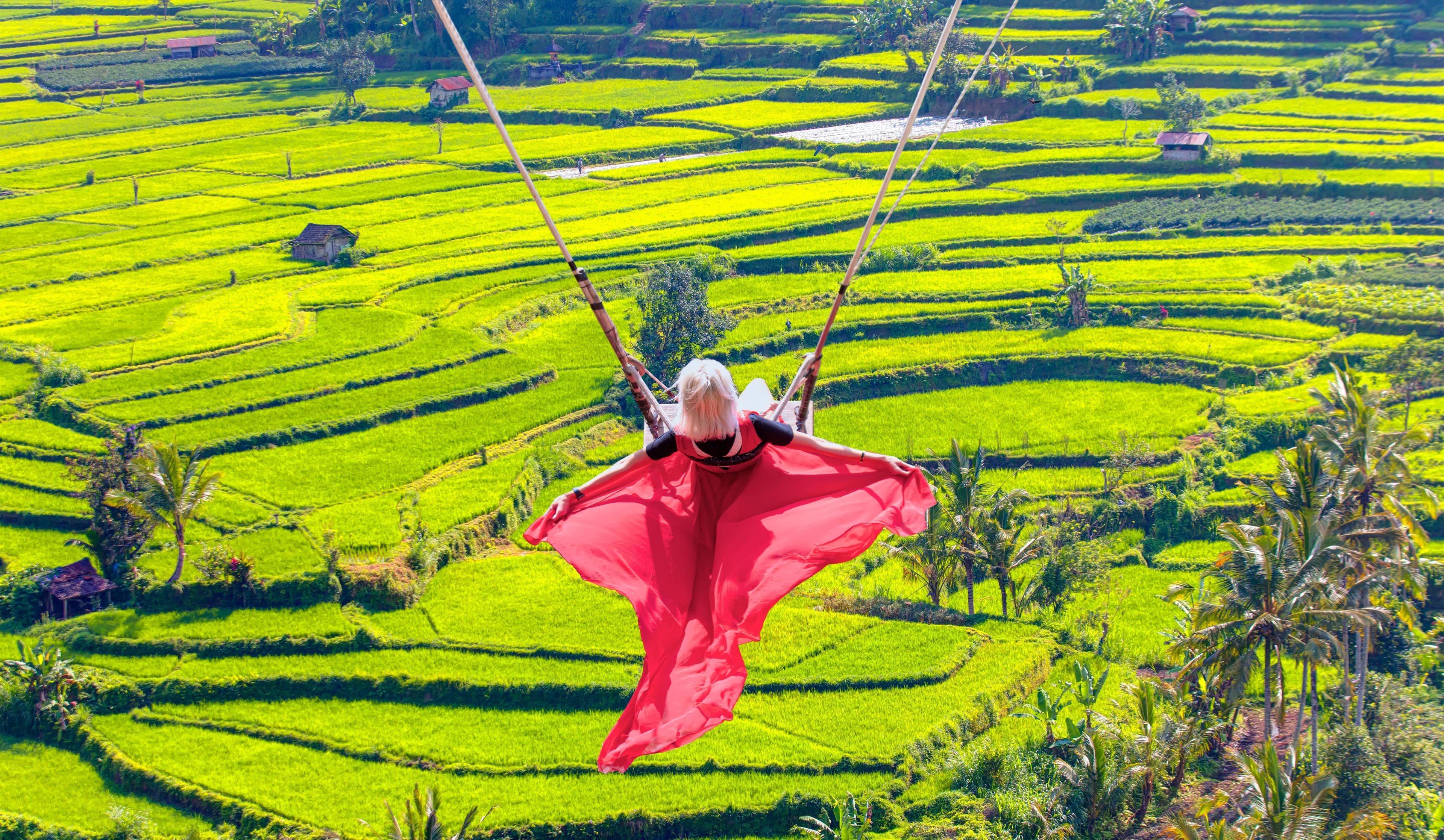 Jungle and Rice Field Vistas