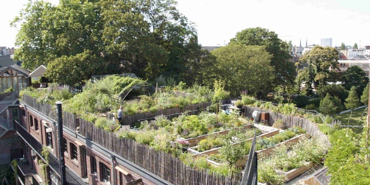 Urban Farming Plots