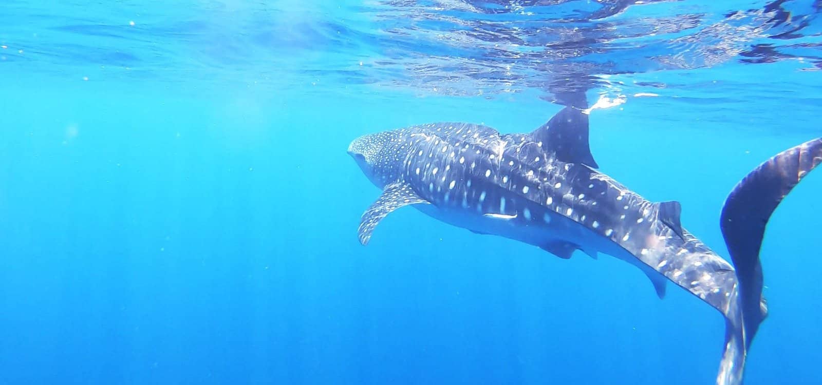 Whale Shark Encounters