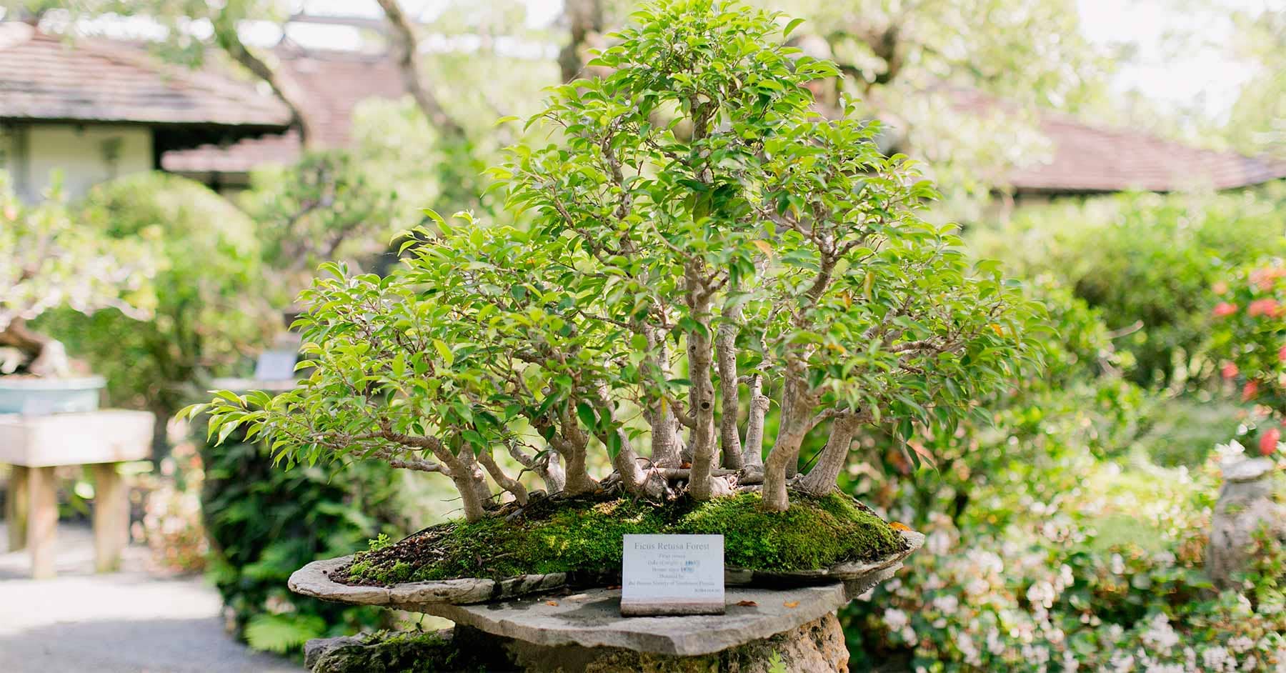 Bonsai Collection