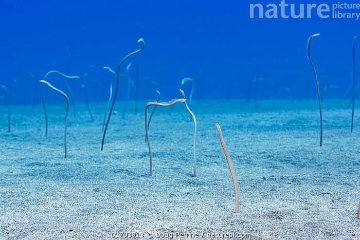 Garden Eel Cove