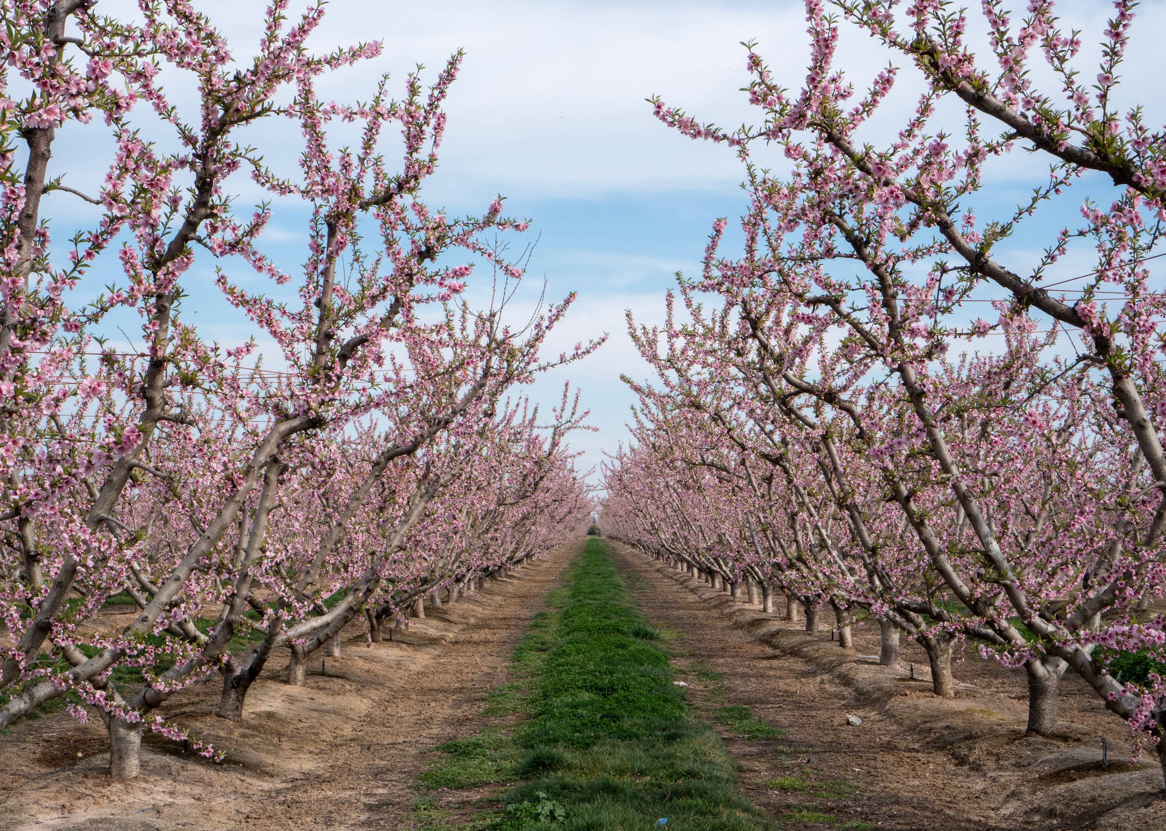 Fruit Trees & Blossoms