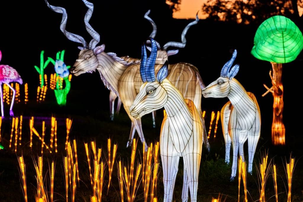 Luzes Selvagens (Wild Lights)