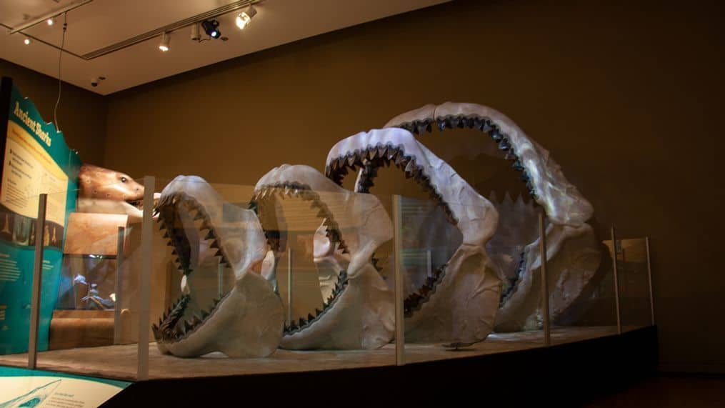 Megalodon Exhibit