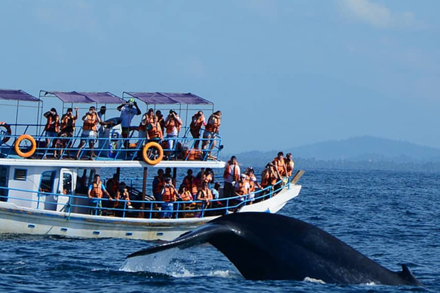 Bryde's Whale