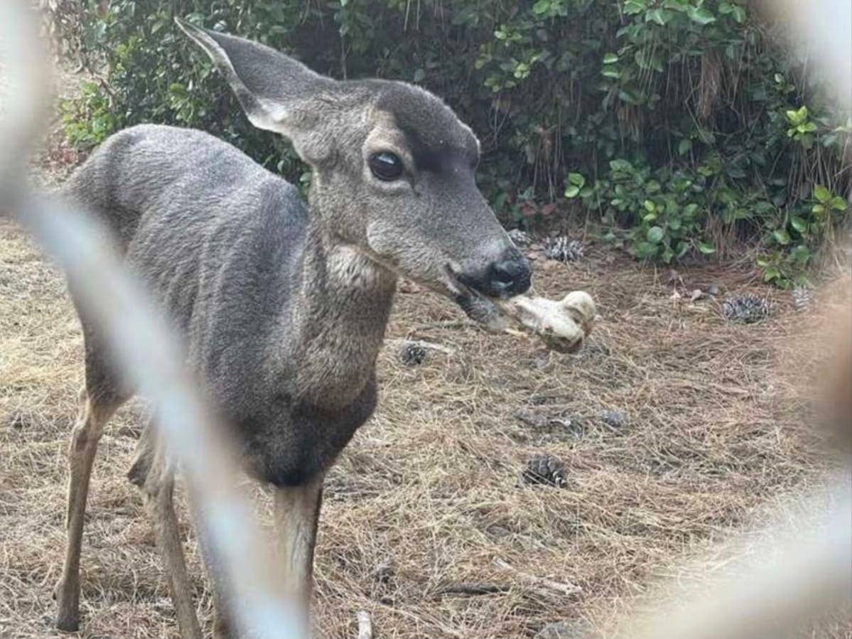 Wildlife Spotting