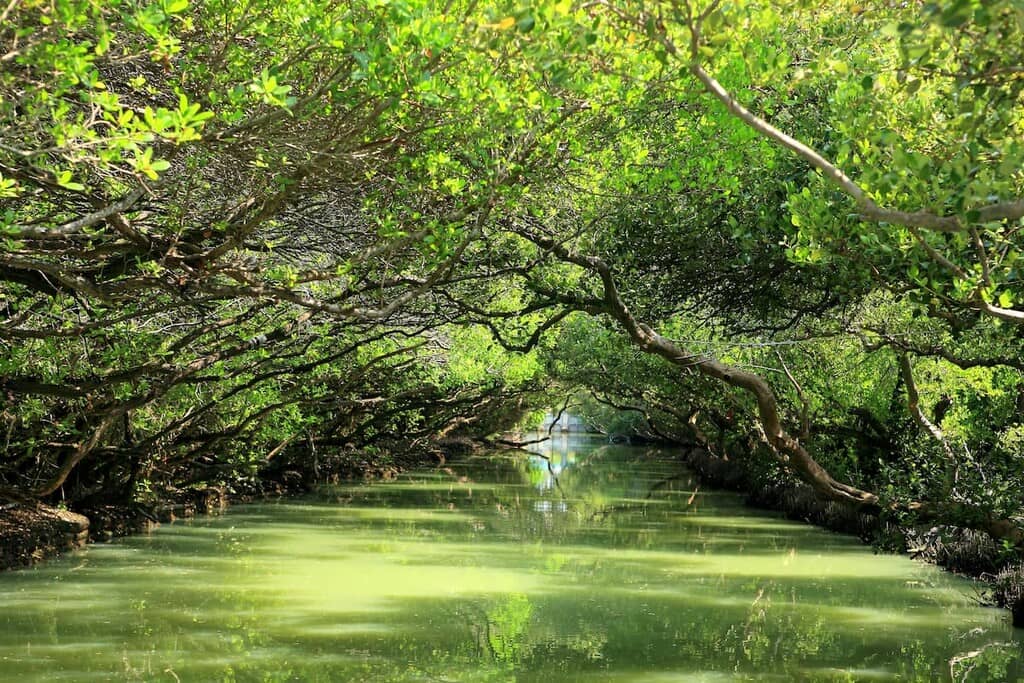 Wetland Biodiversity